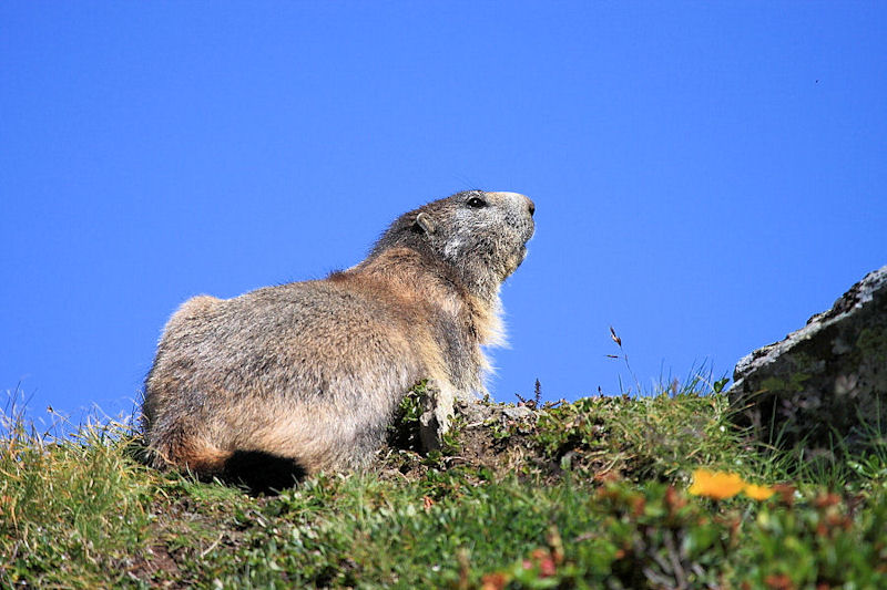 Marmotte svizzere - Spielboden